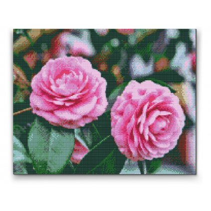 Pintura de diamante - Camelias rosas