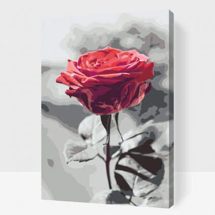 Pintura por números - Rosa florecida