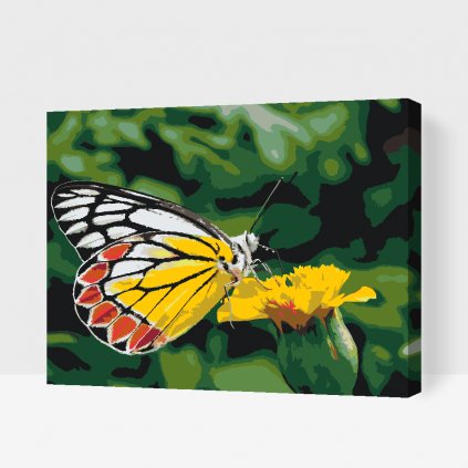 Pintura por números - Mariposa sobre una flor amarilla