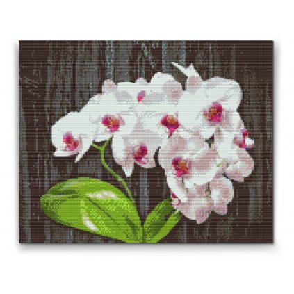 Pintura de diamante - Orquídea blanca
