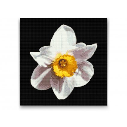 Pintura de diamante - Flor de narciso