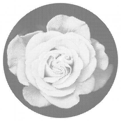Puntillismo – Flor de rosa
