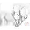 Puntillismo – Tulipanes blancos