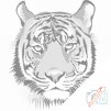 Puntillismo – Cabeza de tigre