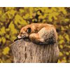 Pintura por números - Zorro descansando en el tronco de un árbol