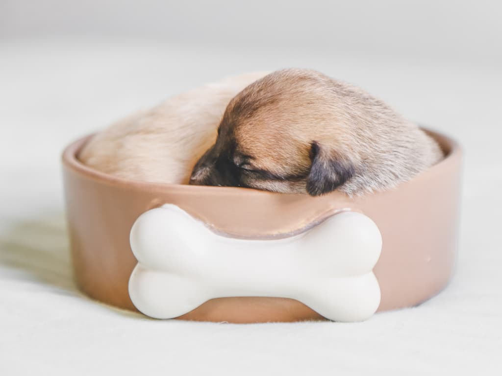 Šteňatá Trpasličích Plemien A Zásady Ich Výživy