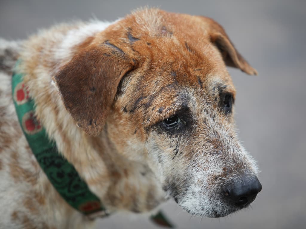 Ako Sa Správne Starať O Staršie Psy A Ich Zdravie