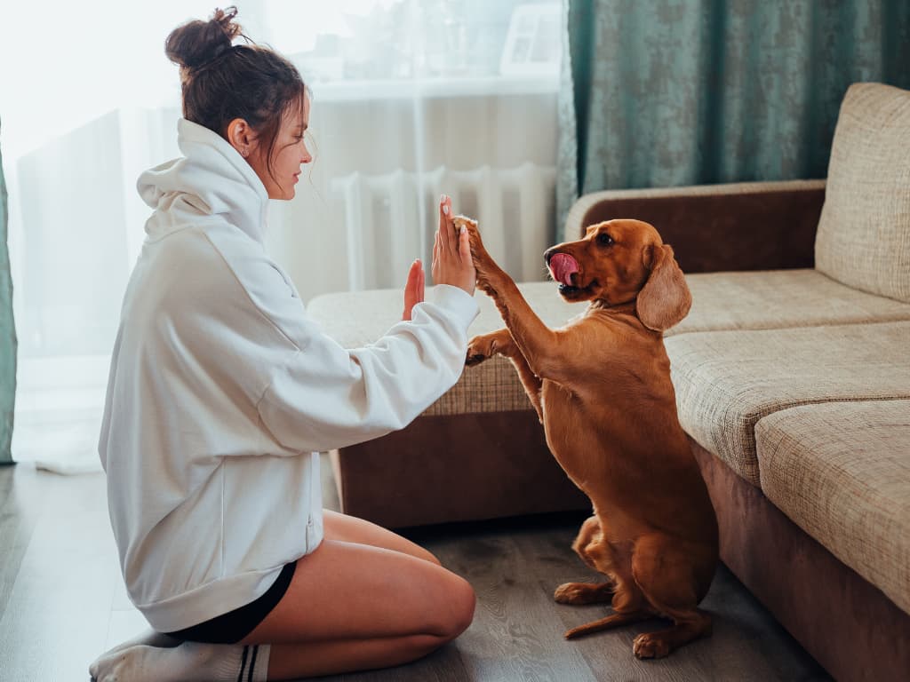 Z mrazničky rovno do misky: Ako vám Piper's Treats ušetrí  až 3 hodiny týždenne (a nezaťaží chrbticu)