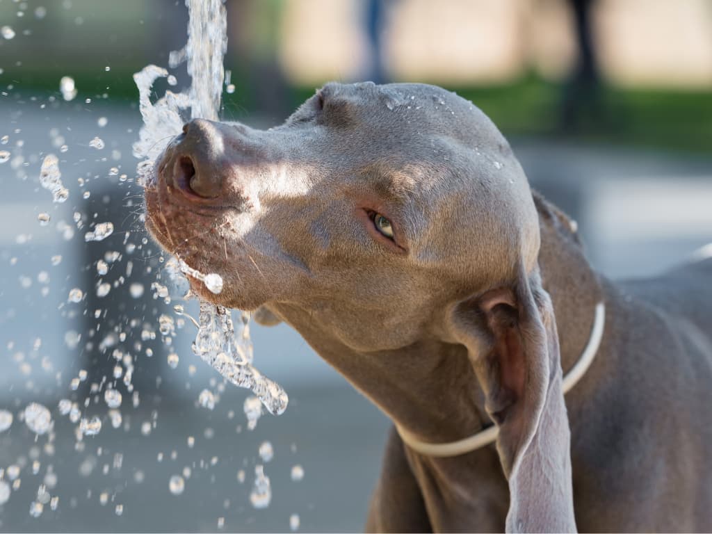 Pitný režim psa: Ako predísť dehydratácii najmä v lete