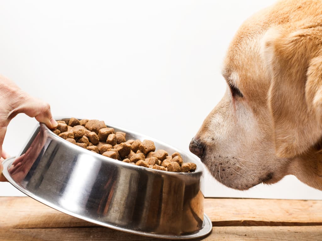 Prečo pes odmieta jesť granule a prečo BARF je vhodnou alternatívou