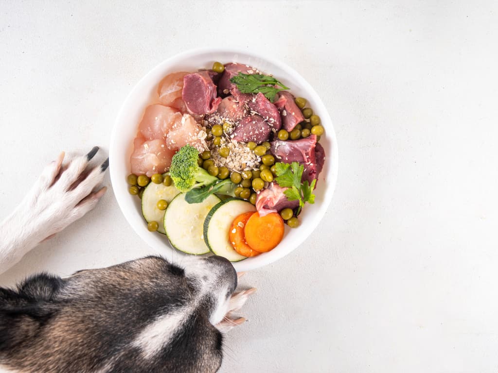 Rozmanitosť V Strave. Prečo Je Pestrosť V Psej Miske Dôležitá?