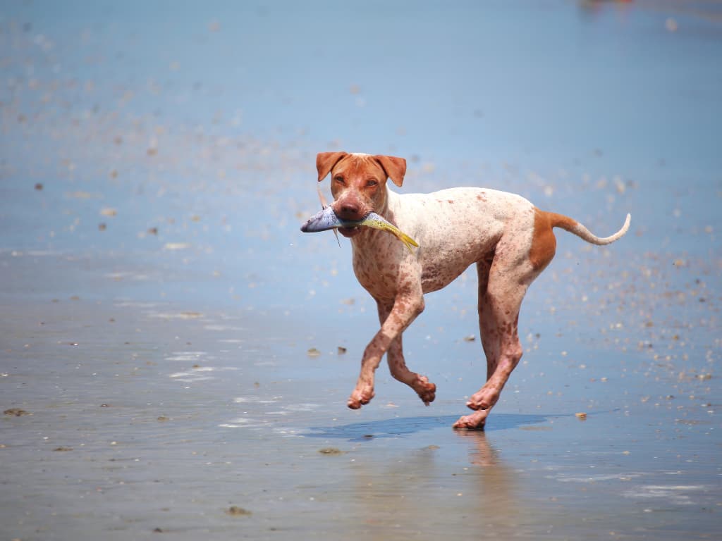 Ryby Pre Psy? 3x Áno