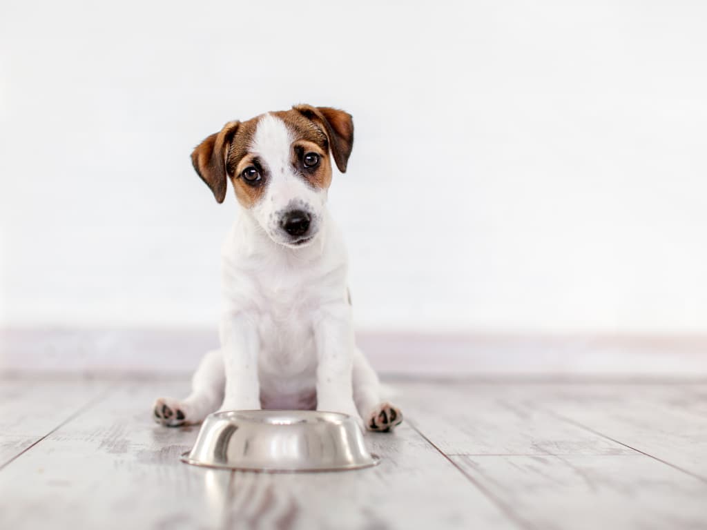 Všeobecné Zásady Pre Kŕmenie Šteniat Prírodnou Stravou