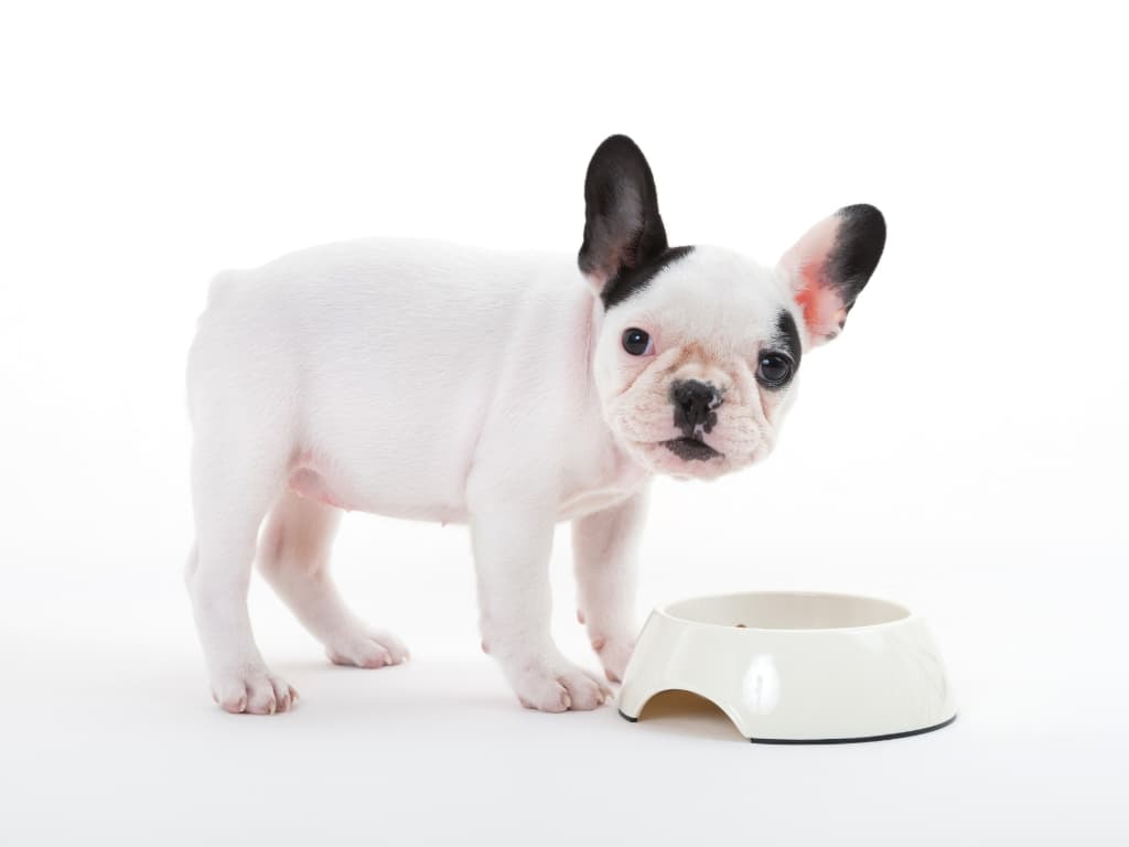 Zásady Výživy Šteniat Veľkých Plemien A Plemien So Silnou Kostrou (Napr. Buldogy)