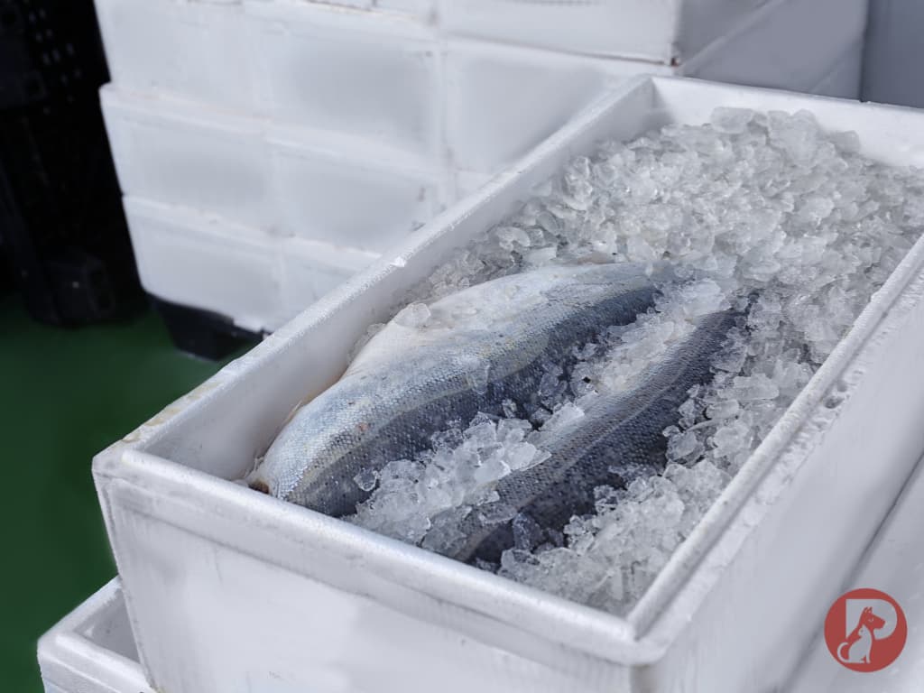 Termobox s ľadom na bezpečné doručenie mrazeného BARF krmiva