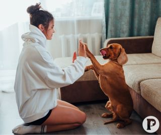 STOP! Prestaňte strácať v kuchyni čas, ktorý patrí vášmu psovi. ⏱️ Piper’s Treats mení pravidlá BARF kŕmenia. Domáca...