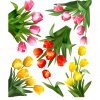 5025 4 samolepka na zed tulipany