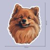 5049 4 nalepka pomeranian