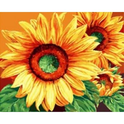Festés számok szerint kép kerettel "Napraforgók 2" 40x50 cm