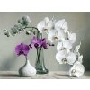 Festés számok szerint kép kerettel "Orchidea" 40x50 cm