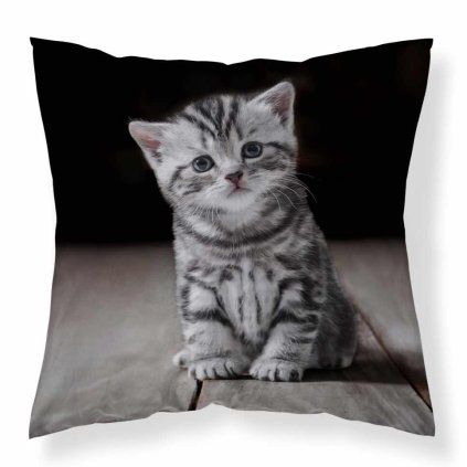 Polštář Koťátko  - 40x40