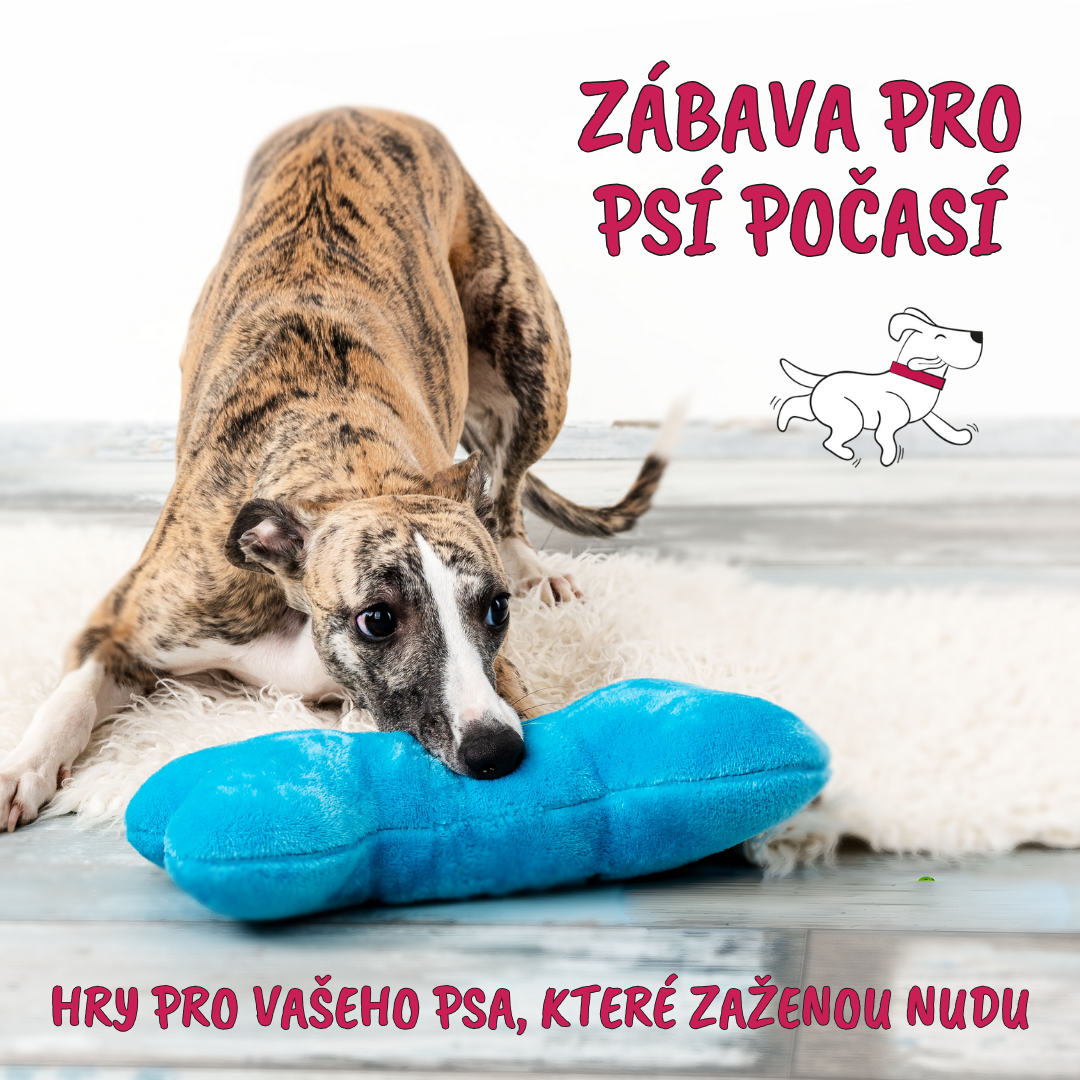 Zábava pro psí počasí
