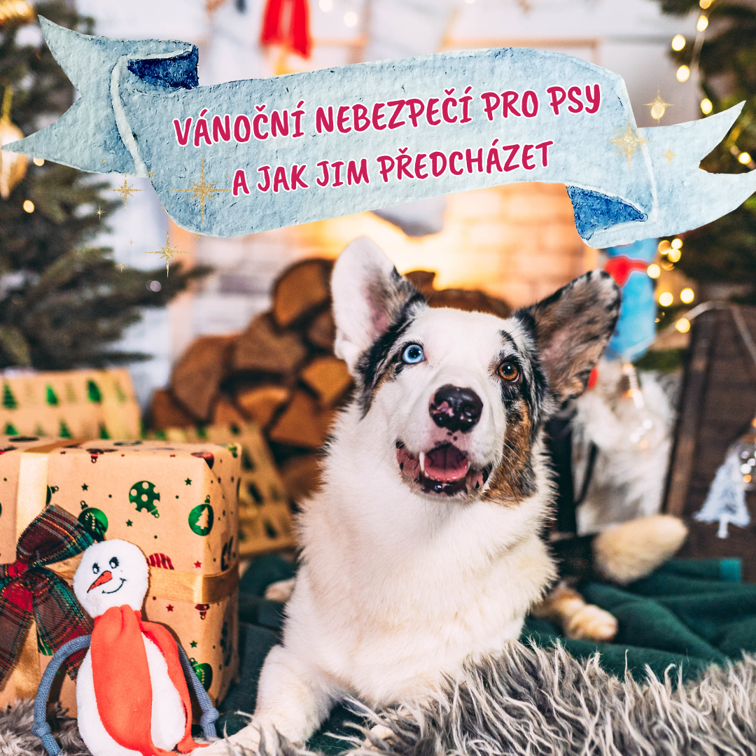 Vánoční nebezpečí pro psy: zajistěte si bezpečné svátky
