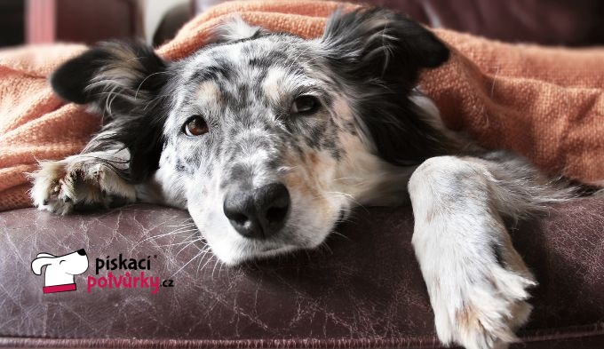 Psí nachlazení a rýmičky a jak na ně?