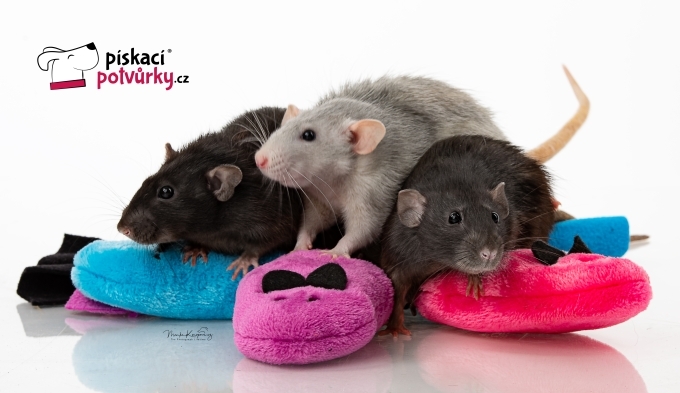 Cesta za dobrou fotkou domácího mazlíčka