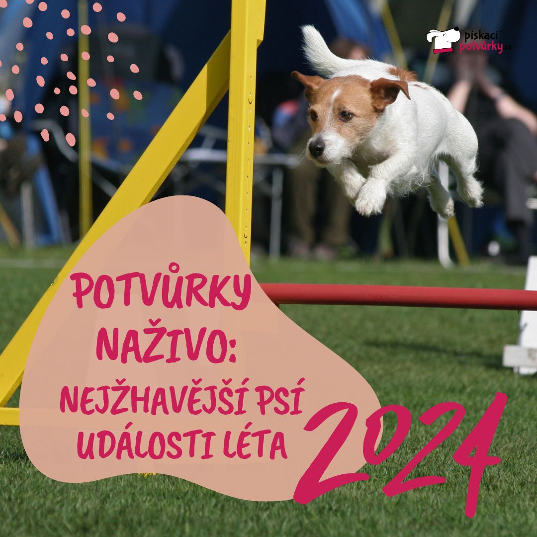 Nejžhavější psí události léta 2024. Výstavy, soutěže i závody, na kterých nesmíte chybět