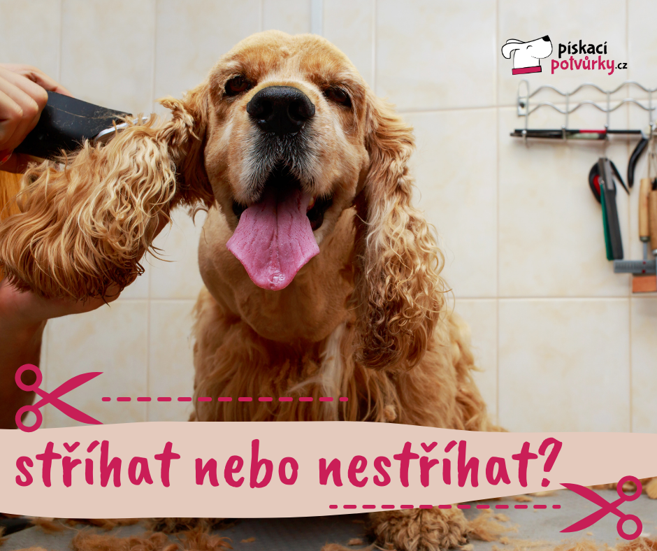 Stříhat, nebo nestříhat psa v létě?