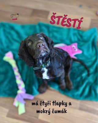Asi není co dodat 🥰 My, pejskaři v tom máme jasno 💙