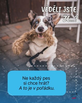 U některých psů musíme tu vášeň k hračkám i trochu brzdit 🤪 A někteří v sobě potřebují trošku toho lovce probudit. Pravá...