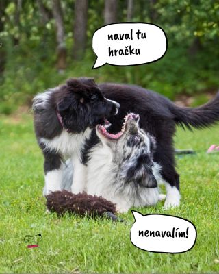 Tady se nejedná o agresi… jen o velmi důležitou diskusi o vlastnictví. 😄🐾 PS: raději berte víc kusů.