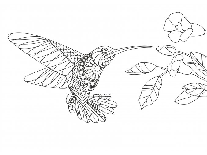 Šablona Kolibřík