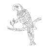 Šablona Papoušek 2