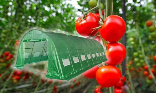 Starostlivosť o fóliovník