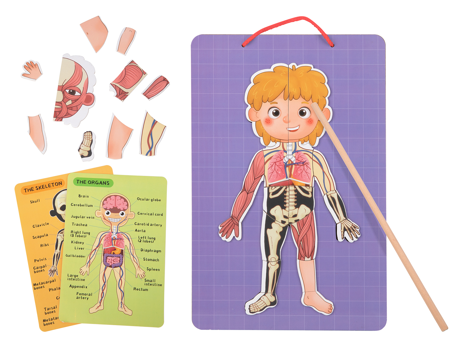 Tooky Toy Magnetická skladačka - ľudské telo