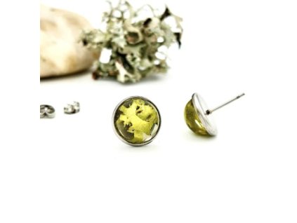 Živicové náušnice, Lišajníčky