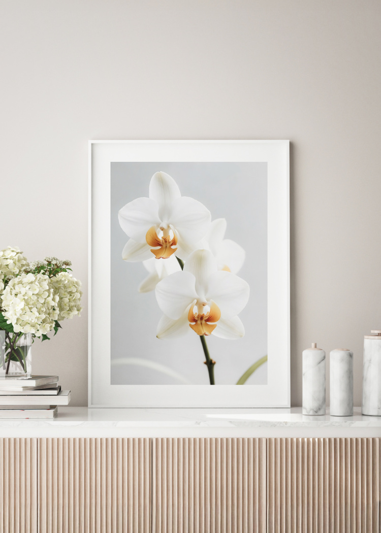 plakaty rostliny bily kvet orchideje 02