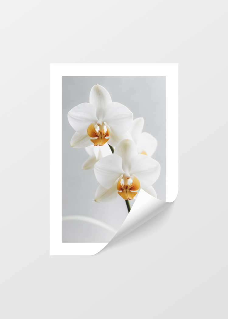 plakaty rostliny bily kvet orchideje 04