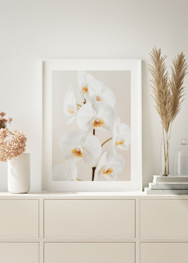 plakaty rostliny jemna bila orchidej 02