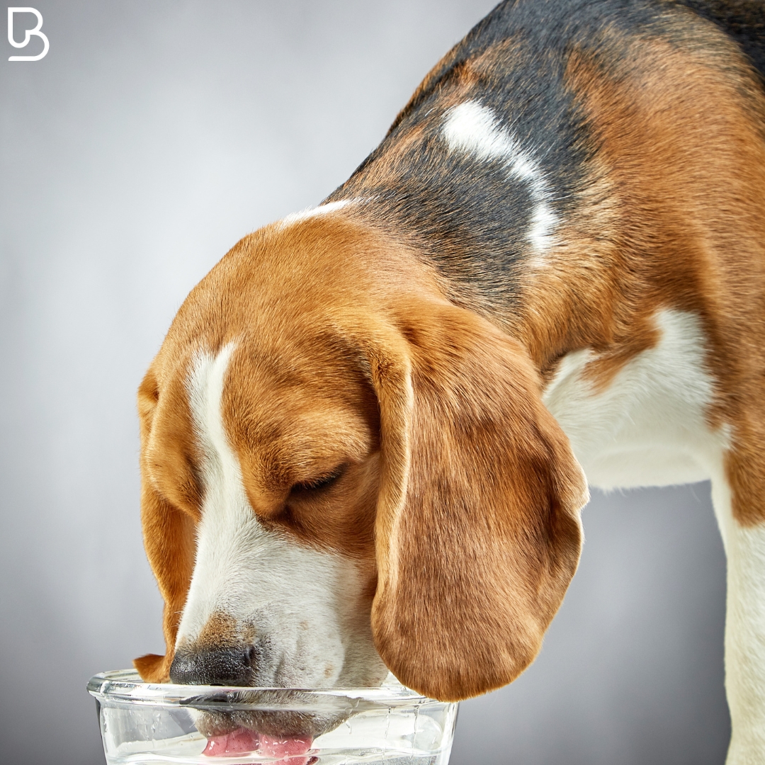Ledviny v ohrožení: Jak včas rozpoznat příznaky a podpořit zdraví vašeho psa