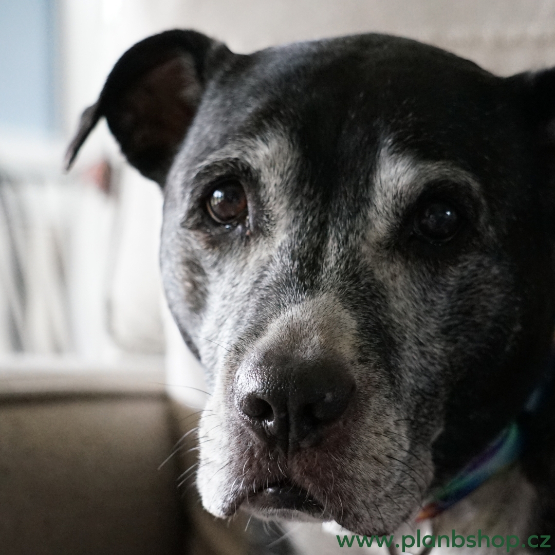 Psí a kočičí senioři: 10 tipů pro zdravý a spokojený život