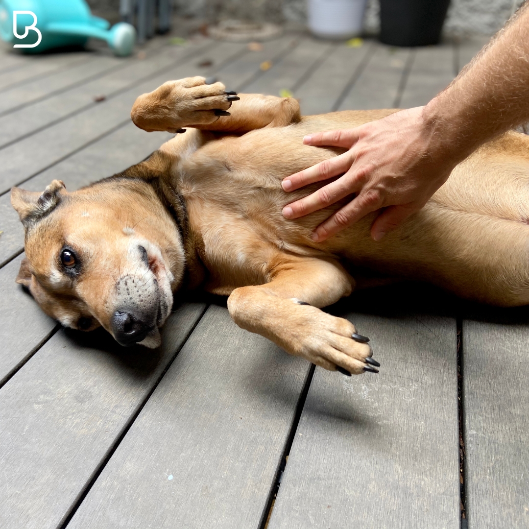 Střevní mikrobiom psů a koček: základ zdraví, o kterém se málo mluví