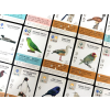 wingspan americas expansion 4