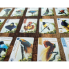 birdwatcher 4