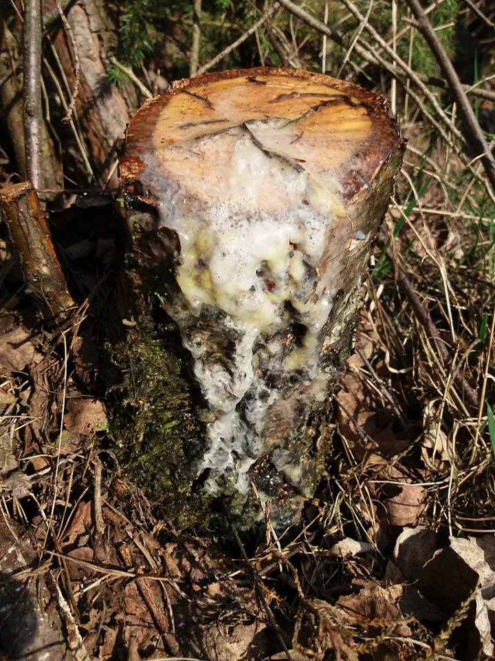 S očkováním "ubrečených" pařezů se vyplatí počkat