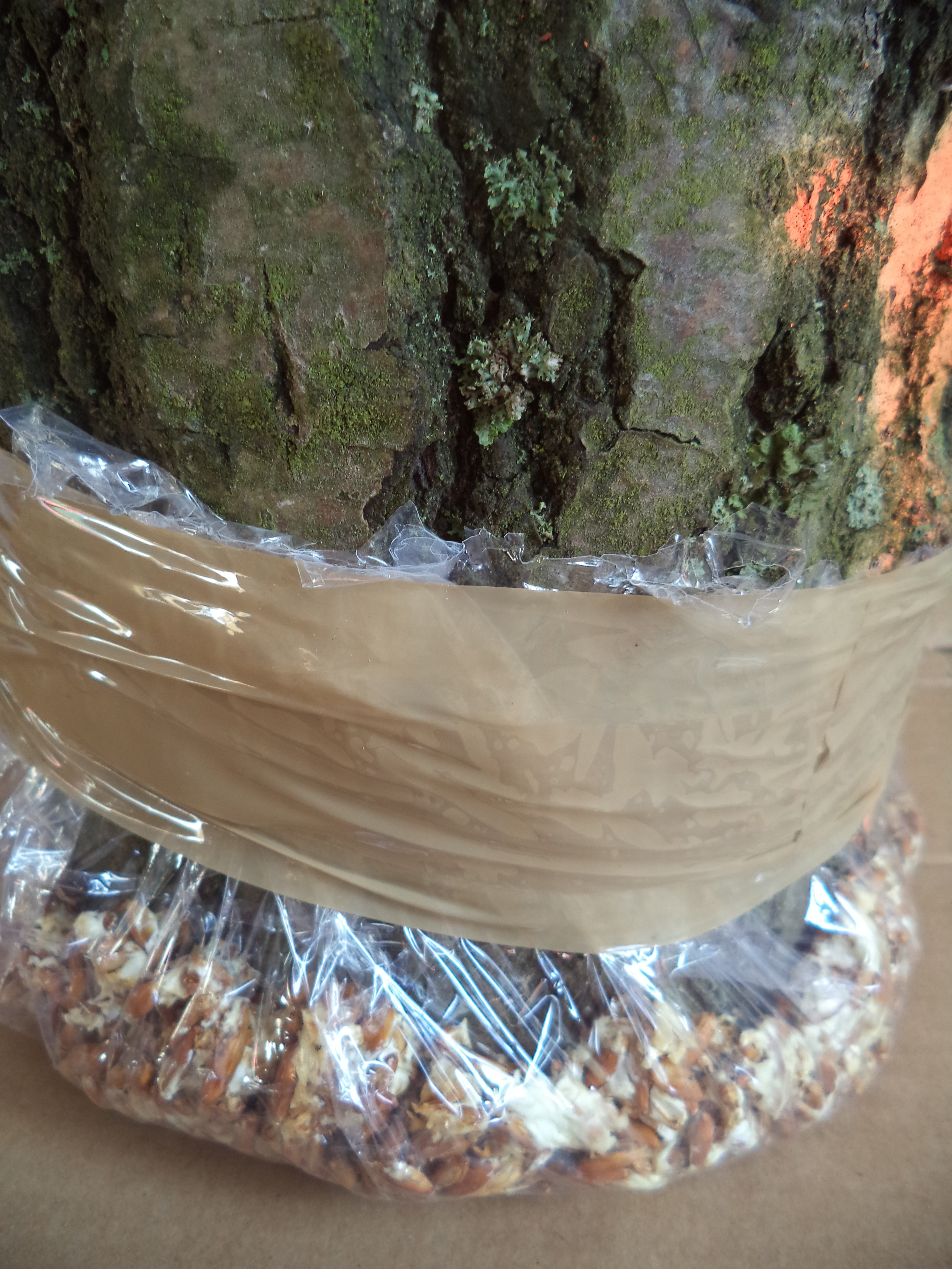 Bezpokličkové očkování zrnitou sadbou