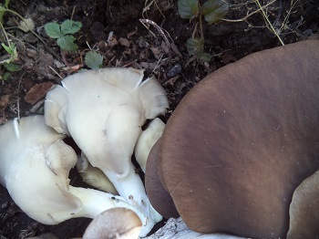 Hlíva černoška nebo hlíva běloška?